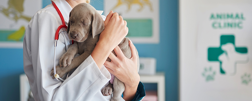 10 Qualities of a Good Veterinarian