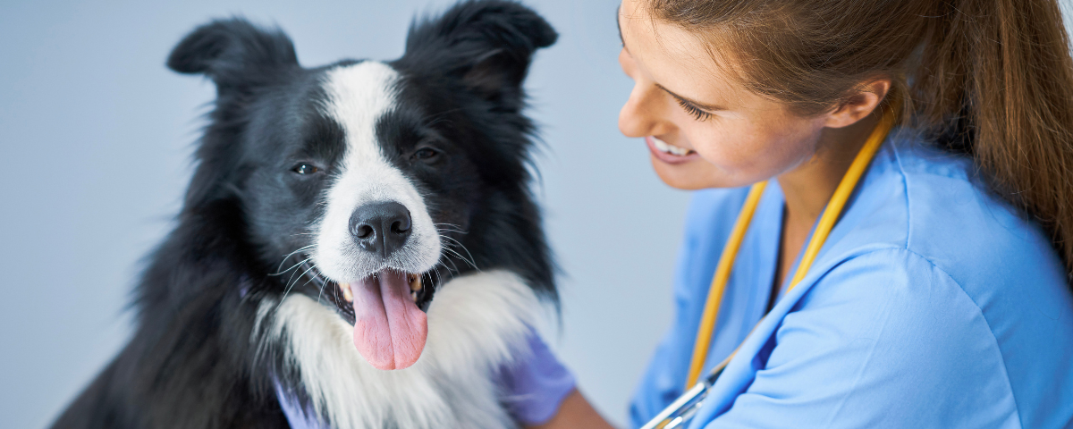 Veterinarians: What do they do and how to become one?