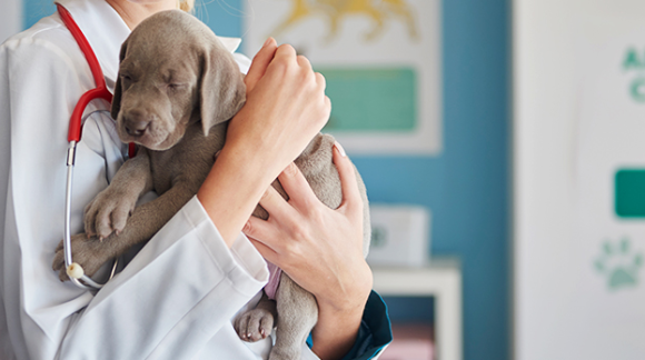 10 Qualities of a Good Veterinarian