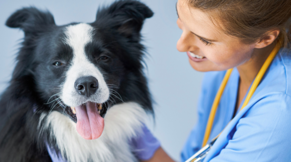 Veterinarians: What do they do and how to become one?